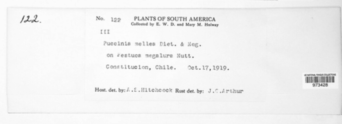 Puccinia mellea image